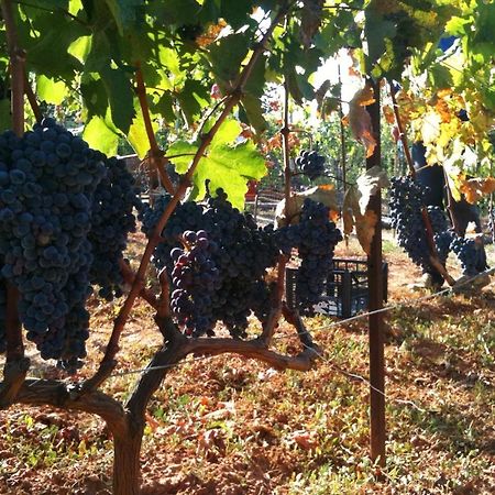 Vineyard Country House With Panoramic Seaview Alejandrópolis Exterior foto