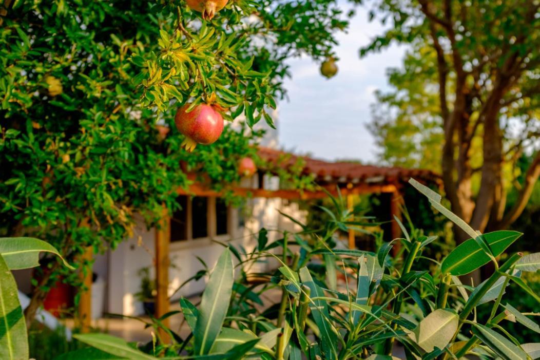 Vineyard Country House With Panoramic Seaview Alejandrópolis Exterior foto